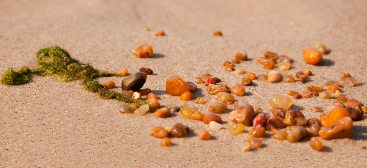 Jak rozpoznać bursztyn na plaży i odróżnić go od morskich kamyków?